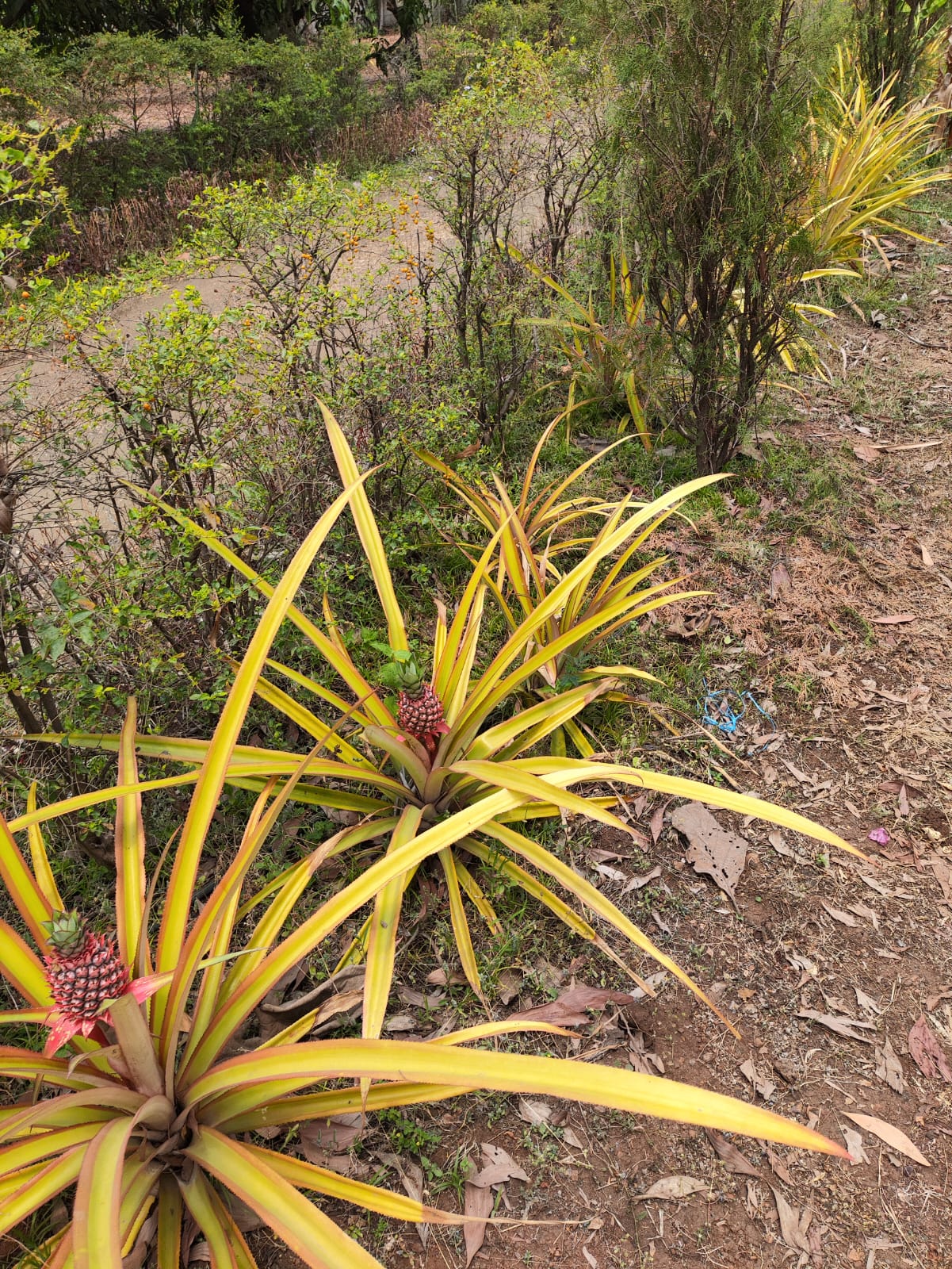We started of with 6 Pineapple plants and over the years we have replanted Pineapples, today we get around 70 Pineapples in season, all organic don't panic!