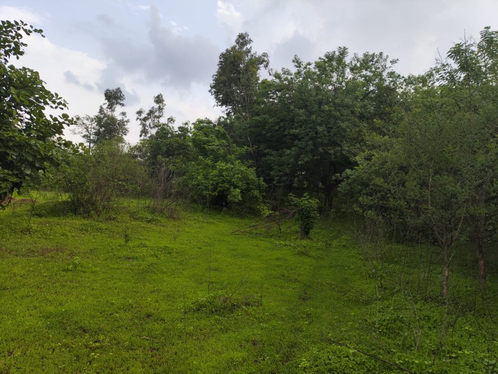 To walk on paths that not many tred on, to be surrounded by nature and to enjoy sights that are rarely seen. Solitude and peace becon on our little forest walk at Shalom.