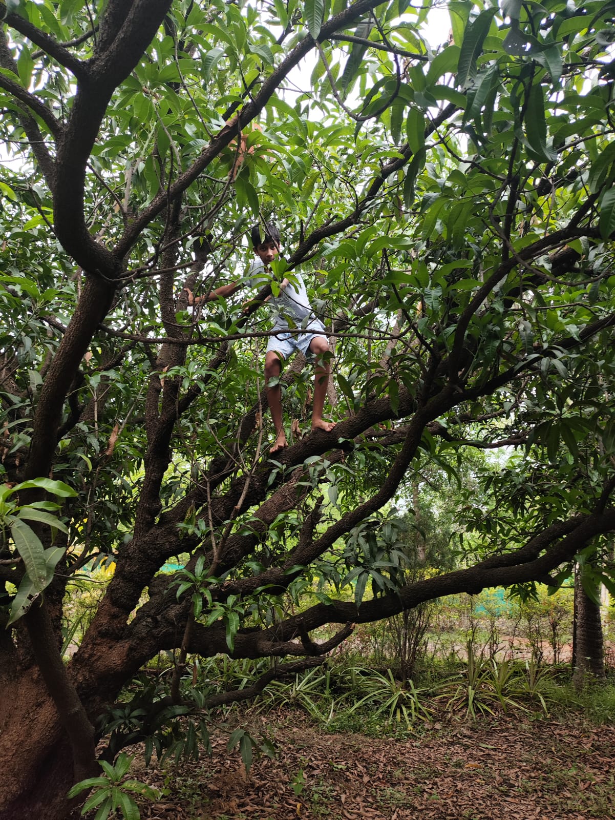Our eldest son helping with the Mango removal in Season time, we grow Mangoes that make summer seasons in Karjat worth it!