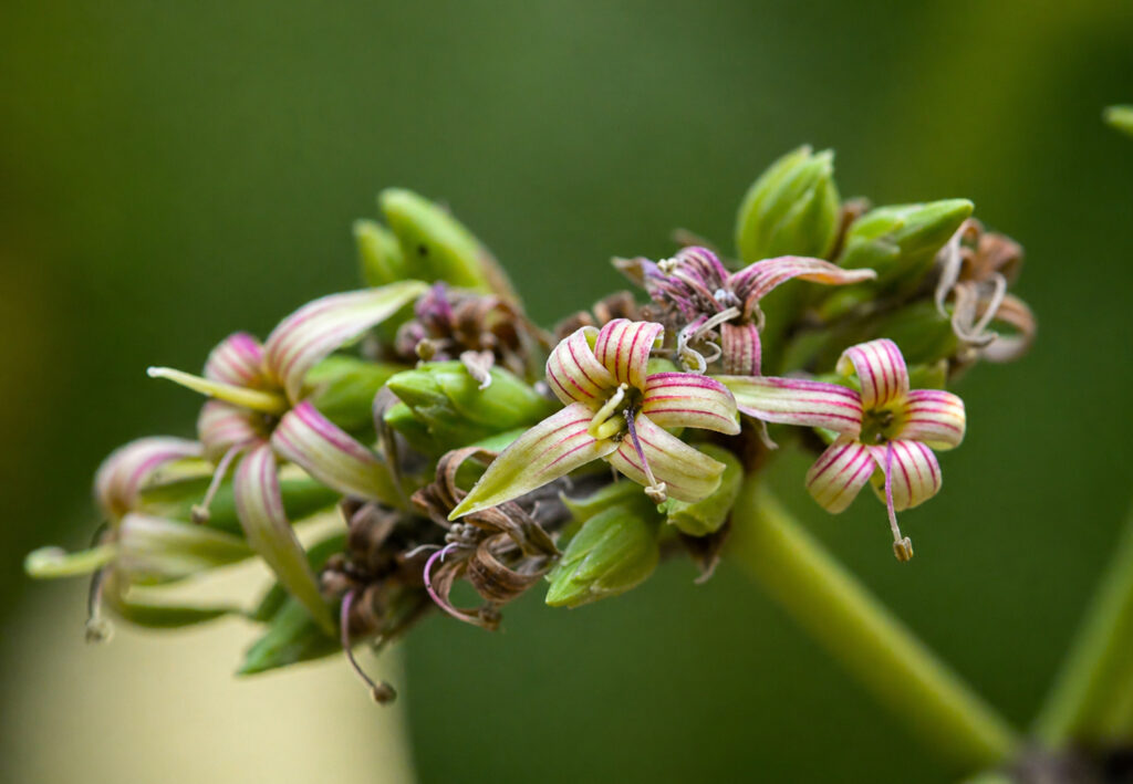 The blossoms of a Cashew Tree